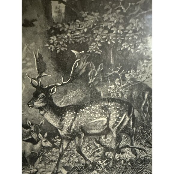 Selmar Hess Publisher N.Y. Fallow Deer Print Glass Framed 1855 Magazine 14x10” - Picture 6 of 10